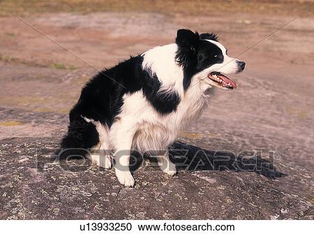 Stock Image - Border Collie. Fotosearch