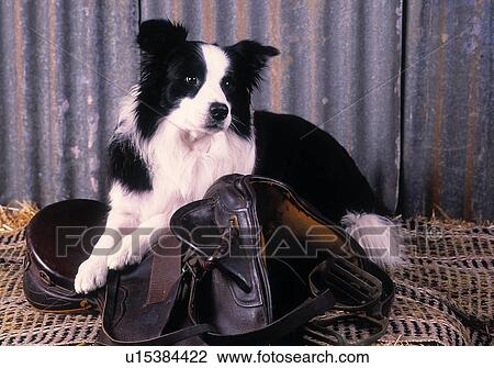 Stock Image - Border Collie. Fotosearch