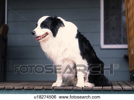 Border Collie View Large Photo Image Stock Photograph - Border Collie. Fotosearch
