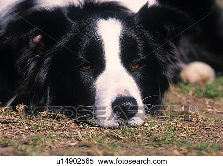 Stock Photography - Border Collie. Fotosearch