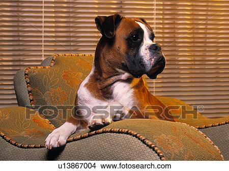 Boxer dog View Large Photo Image Picture - Boxer dog. Fotosearch