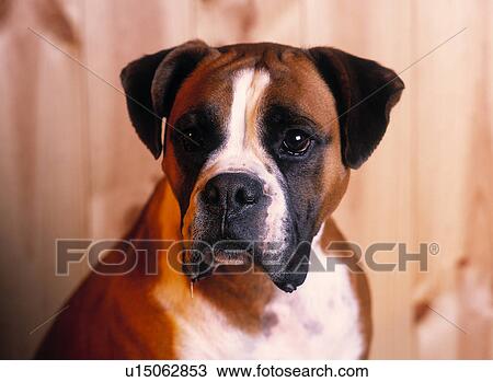 Stock Image - Boxer dog. Fotosearch