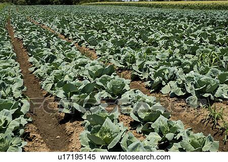 Stock Photography - Cabbage farm. Fotosearch