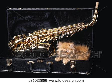 Cat and saxophone View Large Photo Image Stock Photograph - Cat and saxophone. Fotosearch