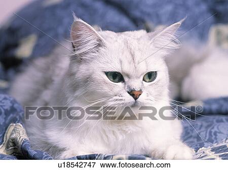 Stock Photo - Cat close up. Fotosearch