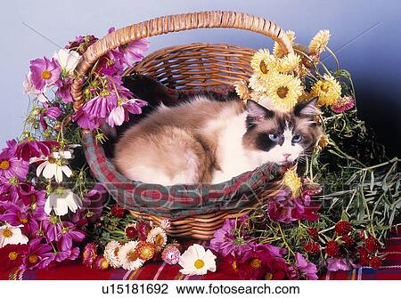 Stock Image - Cat in a basket. Fotosearch