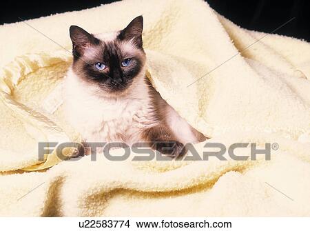 Picture - Cat in blanket. Fotosearch