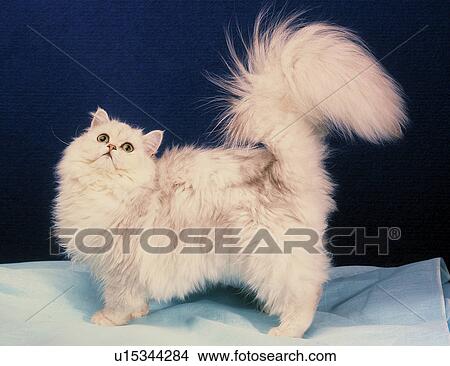 Cat looking up View Large Photo Image Picture - Cat looking up. Fotosearch