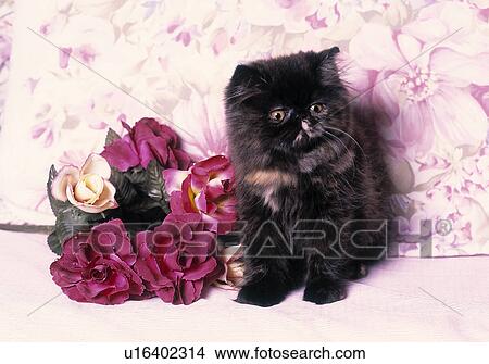 Cat on bed View Large Photo Image Picture - Cat on bed. Fotosearch