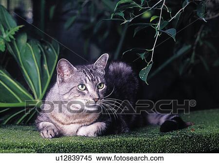 Stock Photography - Cat. Fotosearch