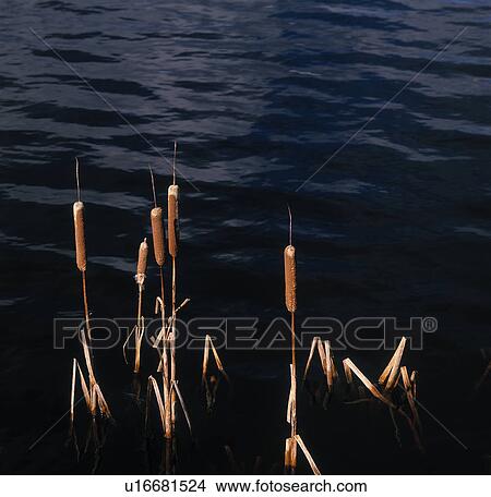 Cattails in a pond View Large Photo Image Picture - Cattails in a pond. Fotosearch