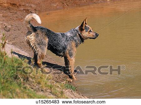 Cattle Dog on farm View Large Photo Image Stock Image - Cattle Dog on farm. Fotosearch