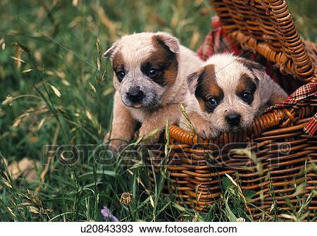 Stock Image - Cattle Dog pups. Fotosearch