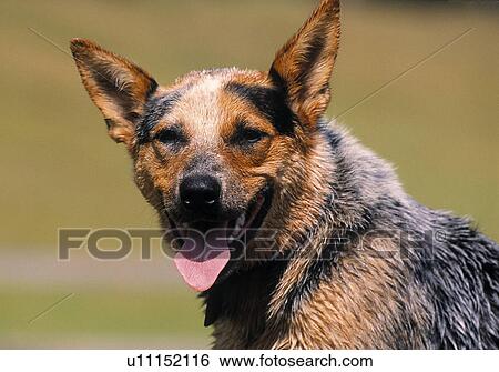 Stock Photograph - Cattle dog. Fotosearch