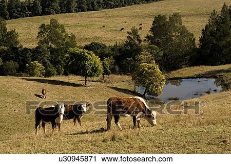 Cattle grazing View Large Photo Image Stock Image - Cattle grazing. Fotosearch