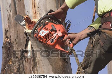 Picture - Chainsaw on a tree. Fotosearch