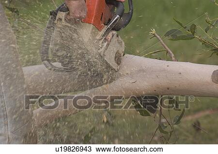 Stock Image - Cutting a tree. Fotosearch