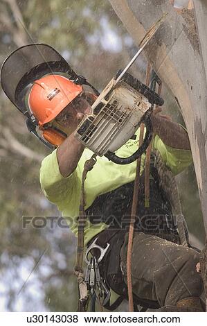 Stock Photo - Cutting down a tree. Fotosearch