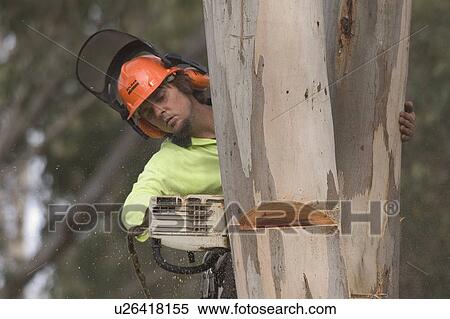 Cutting down a tree View Large Photo Image Stock Photography - Cutting down a tree. Fotosearch