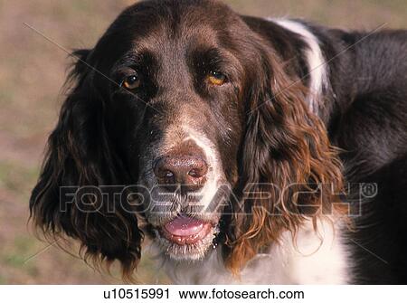Dog face View Large Photo Image Stock Image - Dog face. Fotosearch