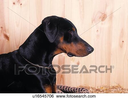Stock Photograph - Dog. Fotosearch
