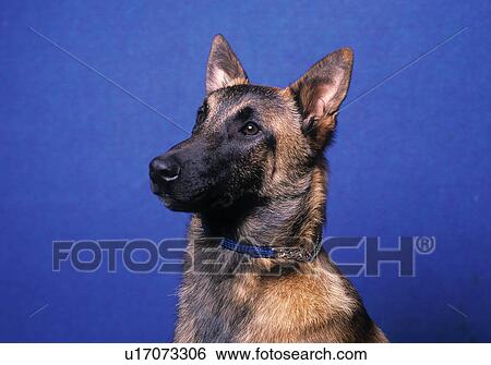 Stock Photograph - Dog. Fotosearch
