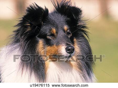 Dog View Large Photo Image Stock Photography - Dog. Fotosearch