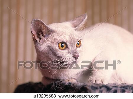Stock Photo - Domestic cat. Fotosearch