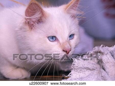 Stock Photo - Domestic cat. Fotosearch