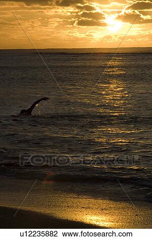 Early morning swim View Large Photo Image Stock Image - Early morning swim. Fotosearch