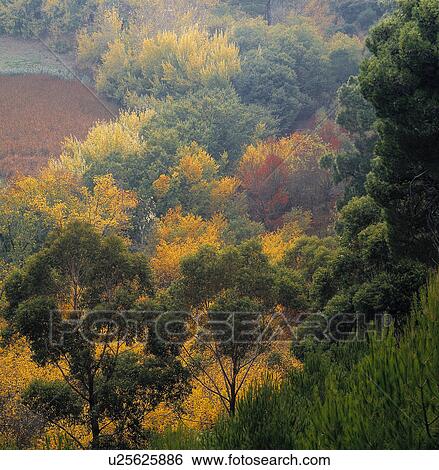 Stock Photograph - Fall leaves. Fotosearch