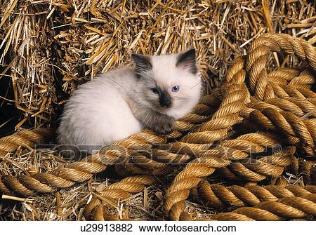 Farm cat View Large Photo Image Stock Image - Farm cat. Fotosearch