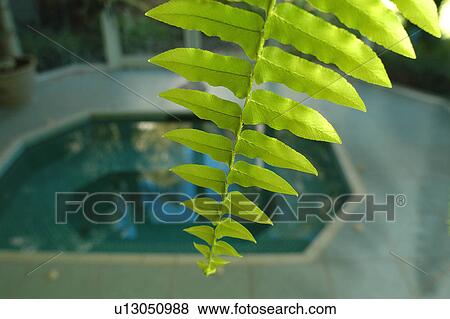 Fern leaf View Large Photo Image Stock Photo - Fern leaf. Fotosearch
