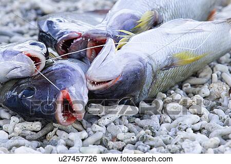 Stock Photograph - Fisherman catch. Fotosearch