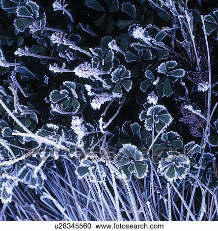 Stock Image - Frosty flowers. Fotosearch