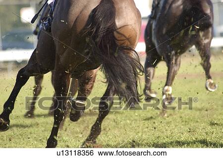 Galloping horses View Large Photo Image Stock Photograph - Galloping horses. Fotosearch