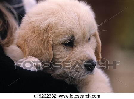 Stock Image - Golden Retriever pup. Fotosearch