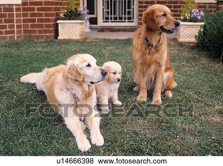 Stock Photo - Golden Retrievers. Fotosearch