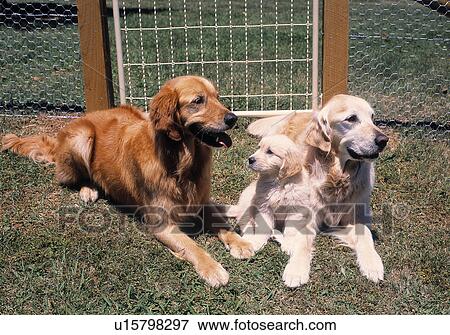 Stock Photo - Golden Retrievers. Fotosearch
