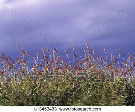 Stock Image - Grass fields. Fotosearch