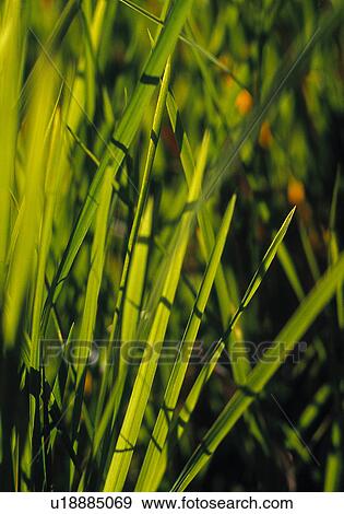 Grass up close View Large Photo Image Stock Photo - Grass up close. Fotosearch