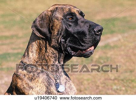Great Dane View Large Photo Image Stock Image - Great Dane. Fotosearch