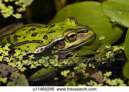 Stock Photograph - Green and Golden Bell Frog. Fotosearch