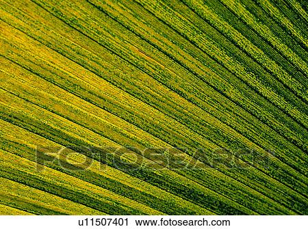 Stock Image - Green and yellow pattern. Fotosearch