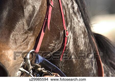 Picture - Horse flesh. Fotosearch