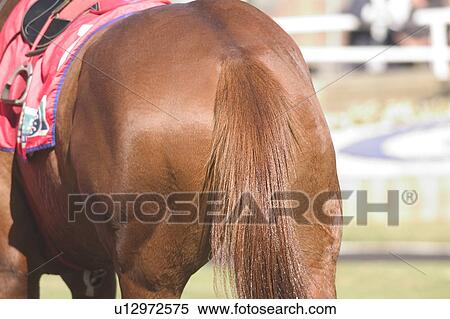 Stock Photography - Horse's rear end. Fotosearch