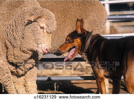 Stock Photo - Kelpie. Fotosearch