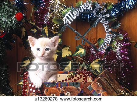 Stock Photo - Kitten in Christmas decorations. Fotosearch