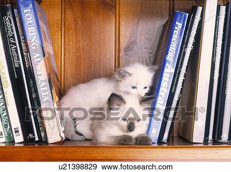 Stock Photo - Kittens on bookshelf. Fotosearch