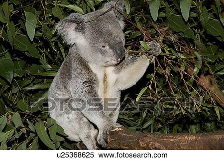 Koala View Large Photo Image Stock Photography - Koala. Fotosearch